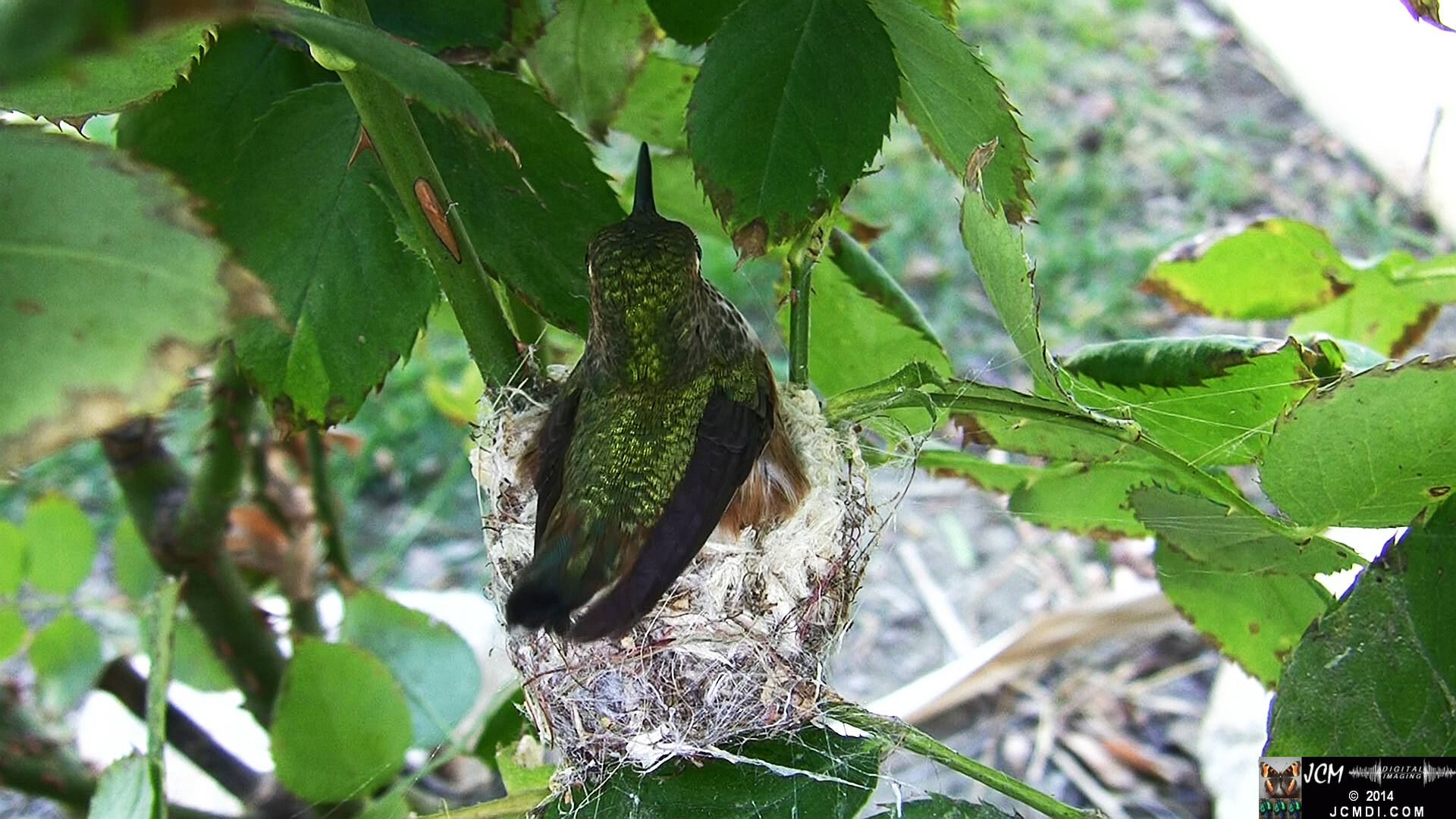 Allen's Hummingbird female in nest 